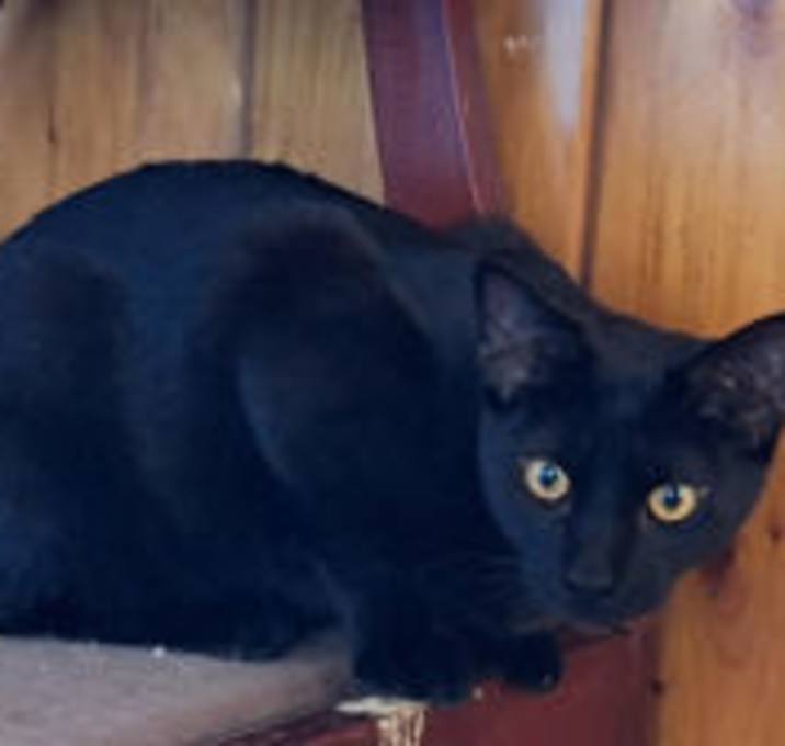 Photo of Echo (Sadie's Babes Litter)