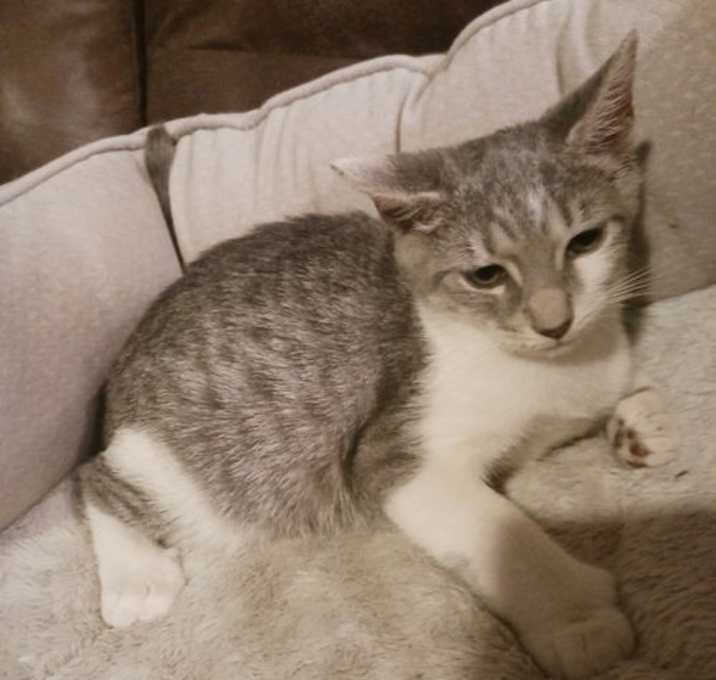 Photo of Nutmeg (3404)