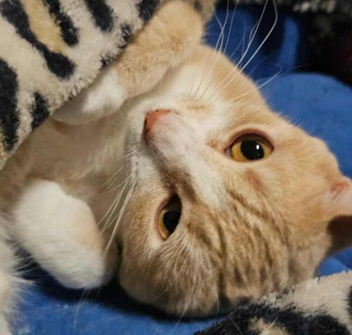 Photo of Buttercream