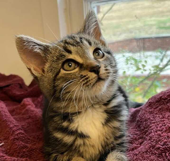 Photo of KITTEN WILSON