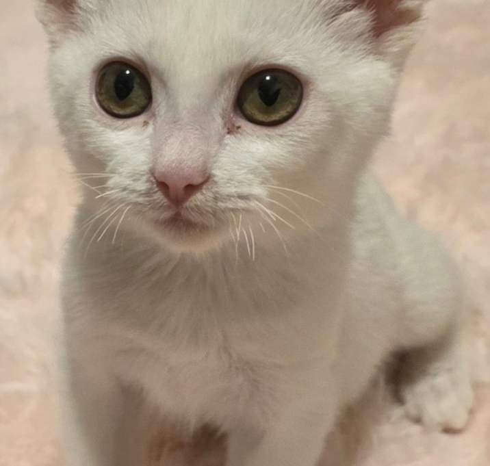 Photo of Cream Cheese