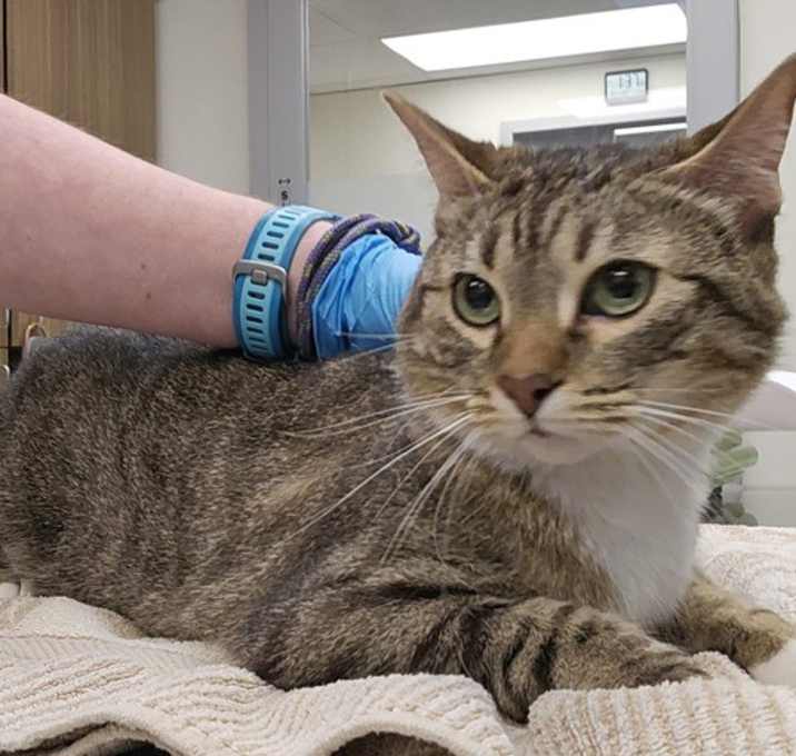 Photo of Lydia (mcas)