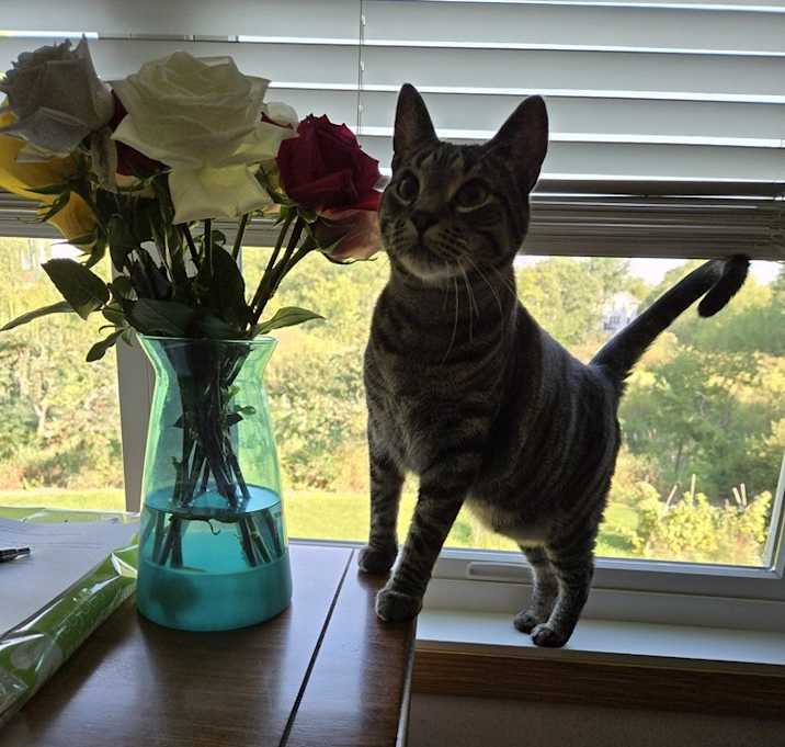 Photo of Cedar aka Finley