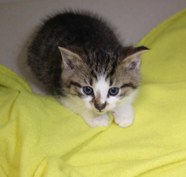 Photo of Kitten 1