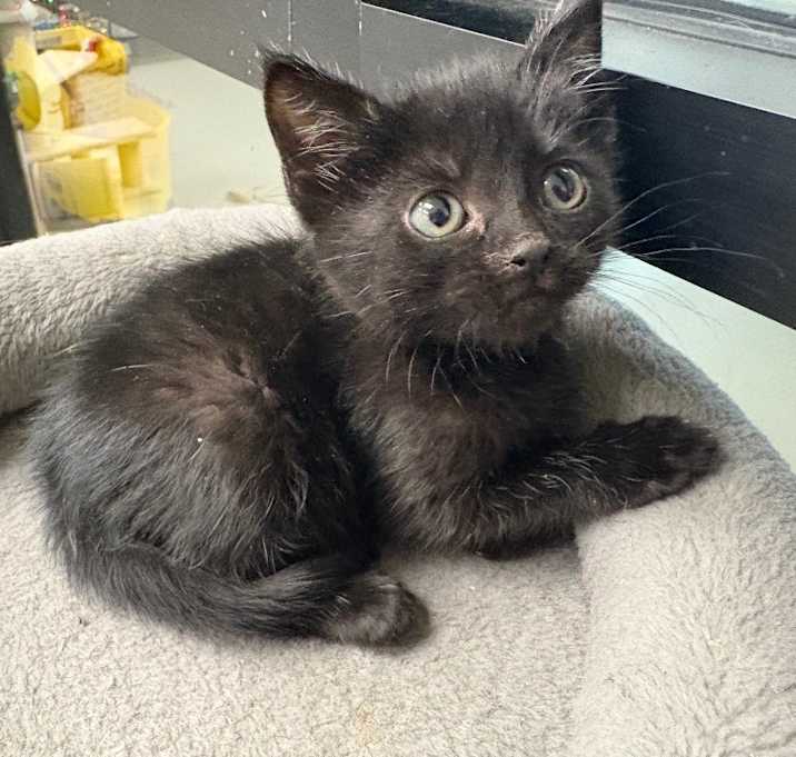 Photo of Kaden / AC 27449 C