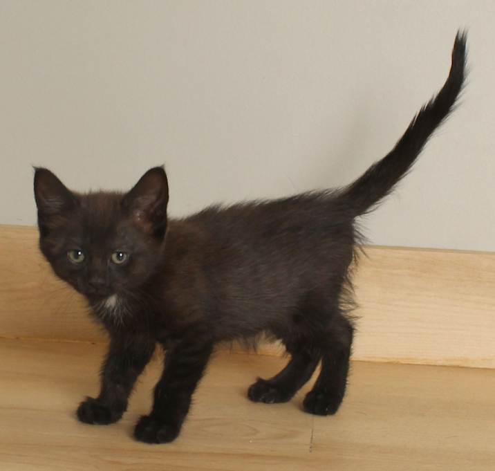 Photo of Viola C67426