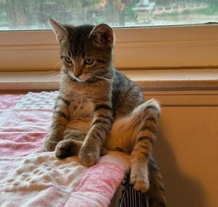 Photo of Princess Peppermint Paws