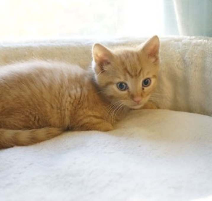 Photo of Cinnamon Toast