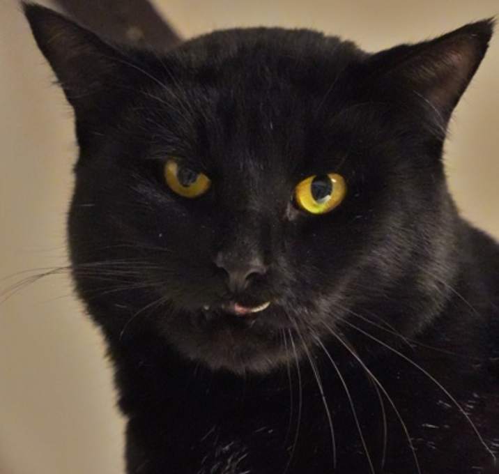 Photo of Fangus 60749