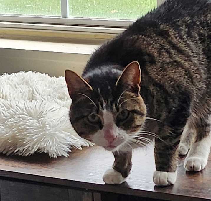 Photo of Davis @ Pet Supplies Plus Kokomo 