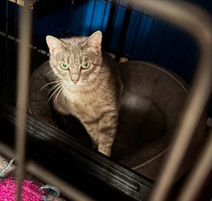 Photo of Nervous Nellie