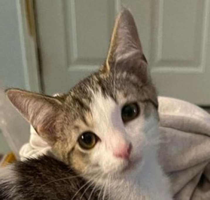 Photo of Red Lobster