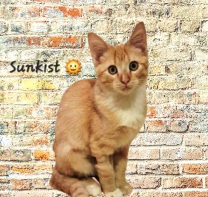 Photo of Sunkist #your-ray-of-sunshine