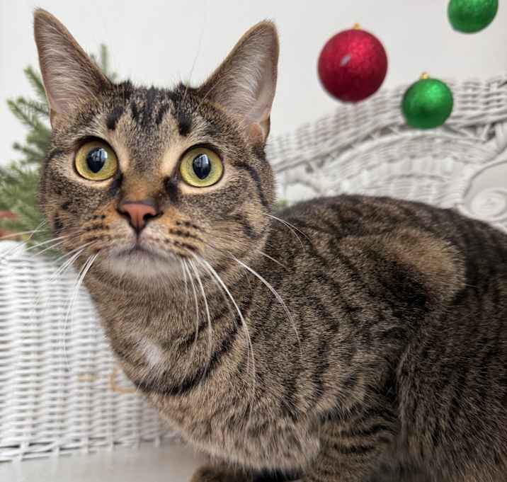 Photo of Chippy Tiny Treats 8938