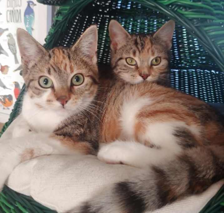 Photo of Scotty *MUST BE ADOPTED WITH S