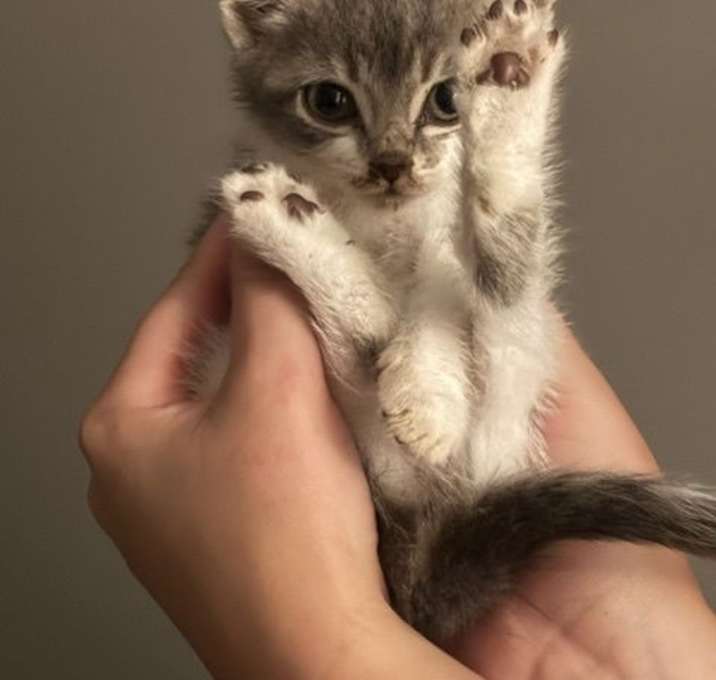 Photo of Chamomile's Clove KITTEN