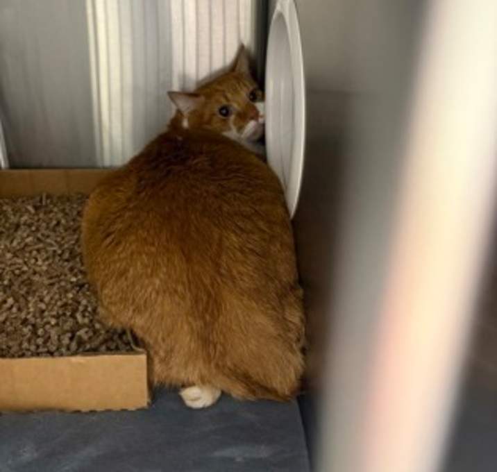 Photo of Corn Chowder