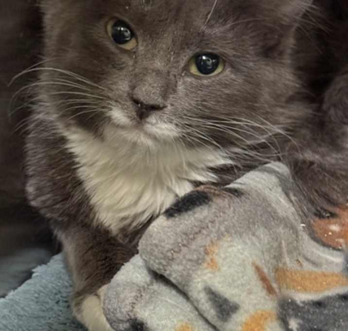 Photo of SpiderLily 59816