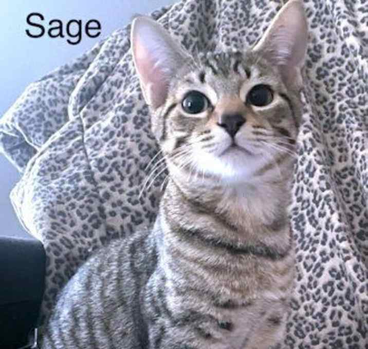 Photo of Sage