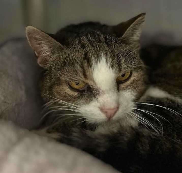 Photo of Cuddlesaurus