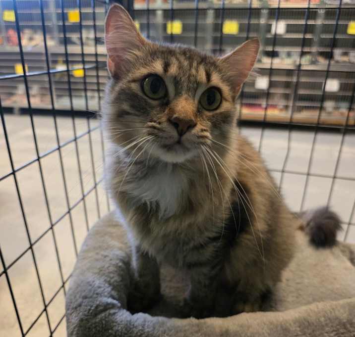 Photo of Hollaback Girl