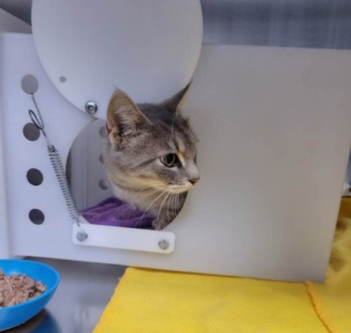 Photo of Patagonia - WORKING CAT