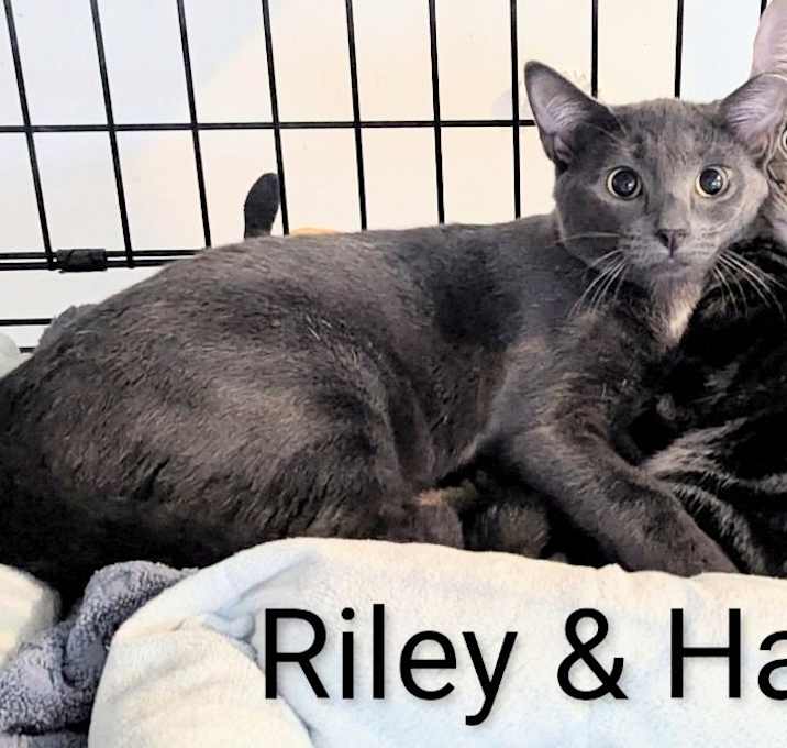 Photo of Riley, Haina, Dusty