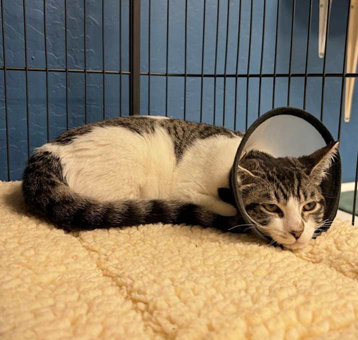 Photo of Socket Wrench