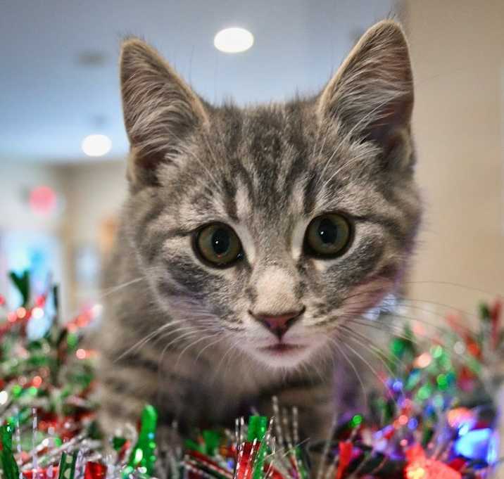 Photo of PB4 Macadamia