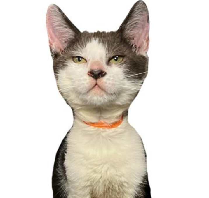 Photo of Airplane- PETSMART