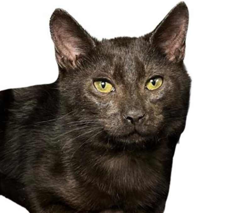 Photo of Train- PETSMART