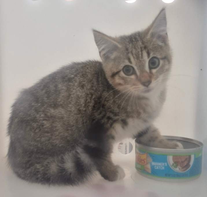 Photo of Tri-Force 1849