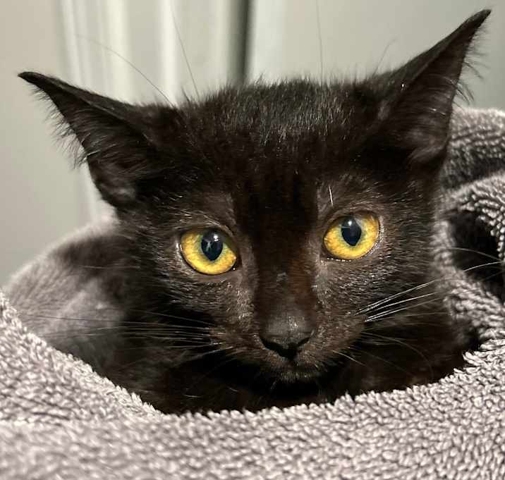 Photo of Baba-Ganoush