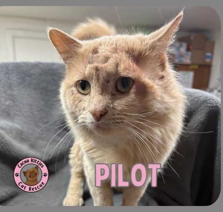 Photo of Pilot