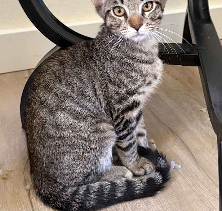 Photo of Citrine - Gemstone Litter