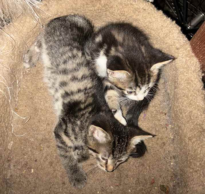 Photo of Scooter and Scout