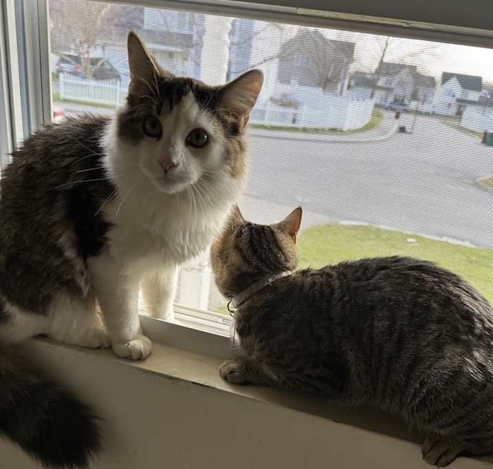 Photo of Nala and wolfy