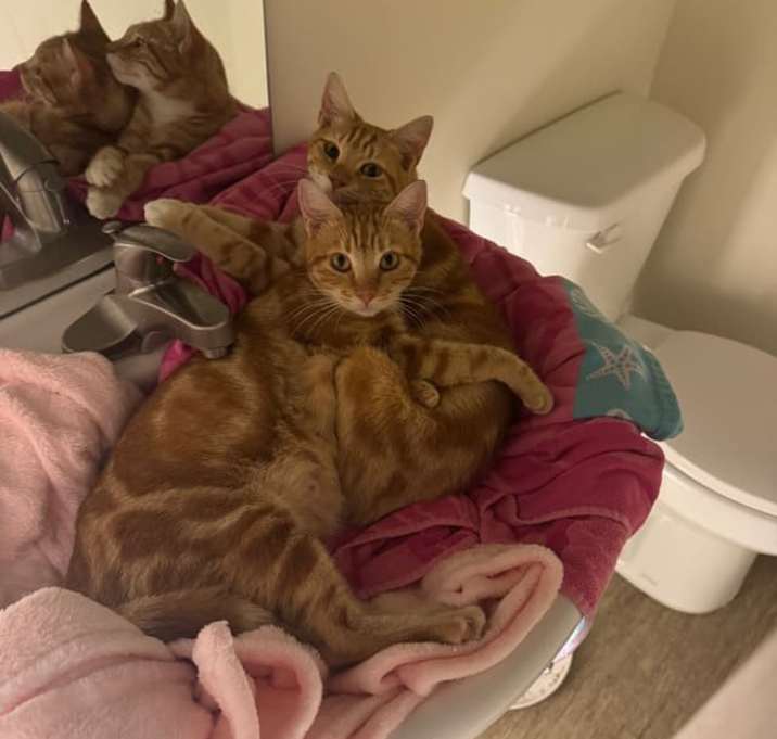 Photo of Pancakes & Waffles