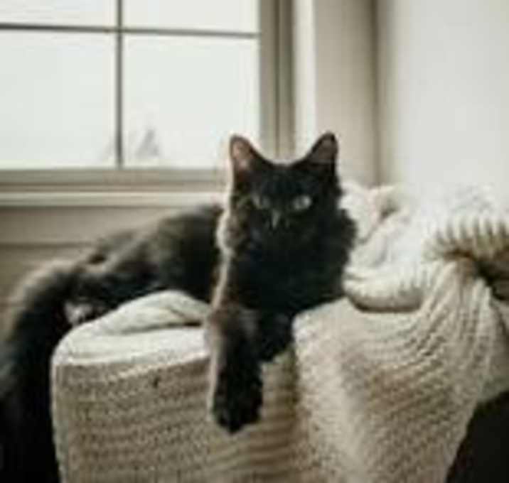 Photo of Montu & Mellow