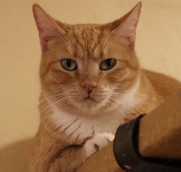 Photo of Creamsickle