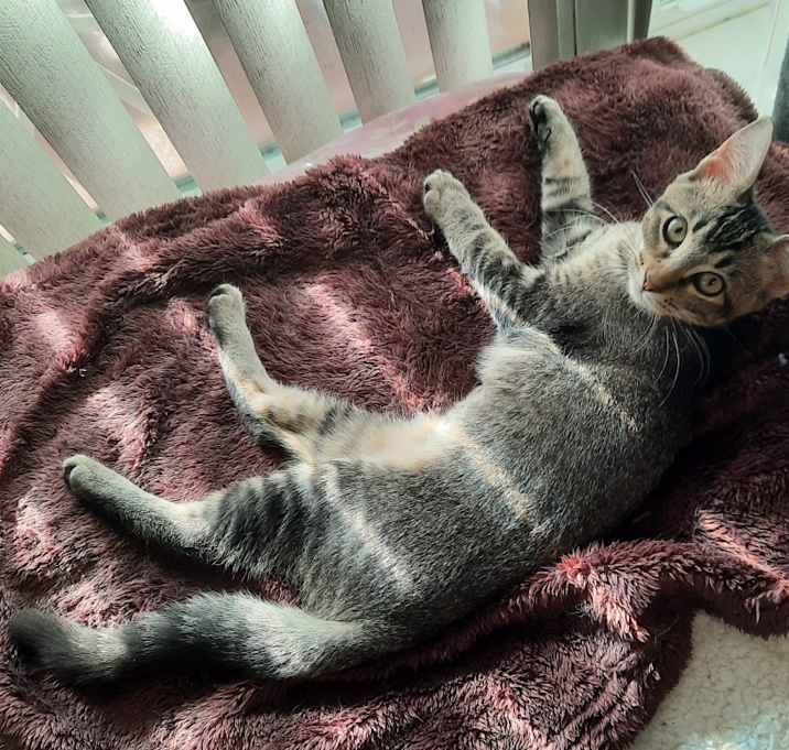 Photo of Megan Thee Stallion