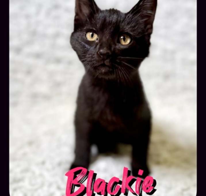 Photo of Blackie