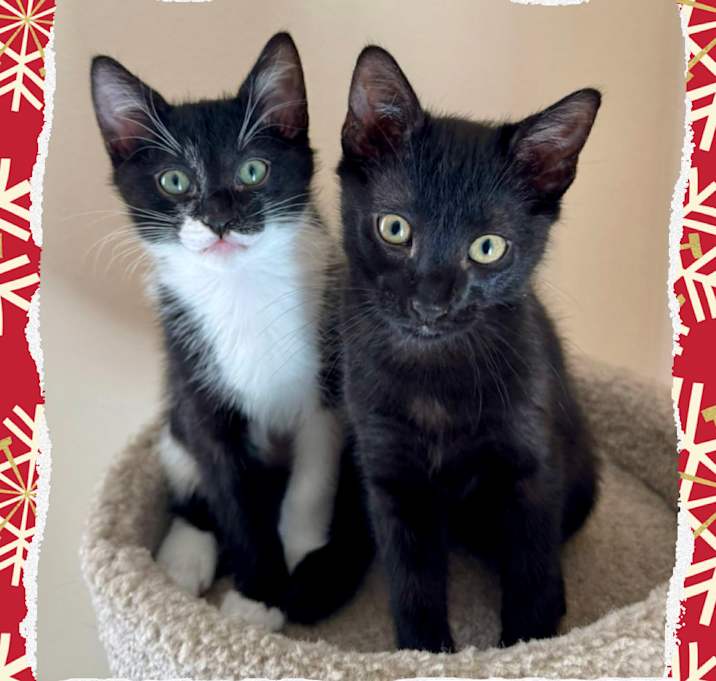 Photo of Maples Kittens