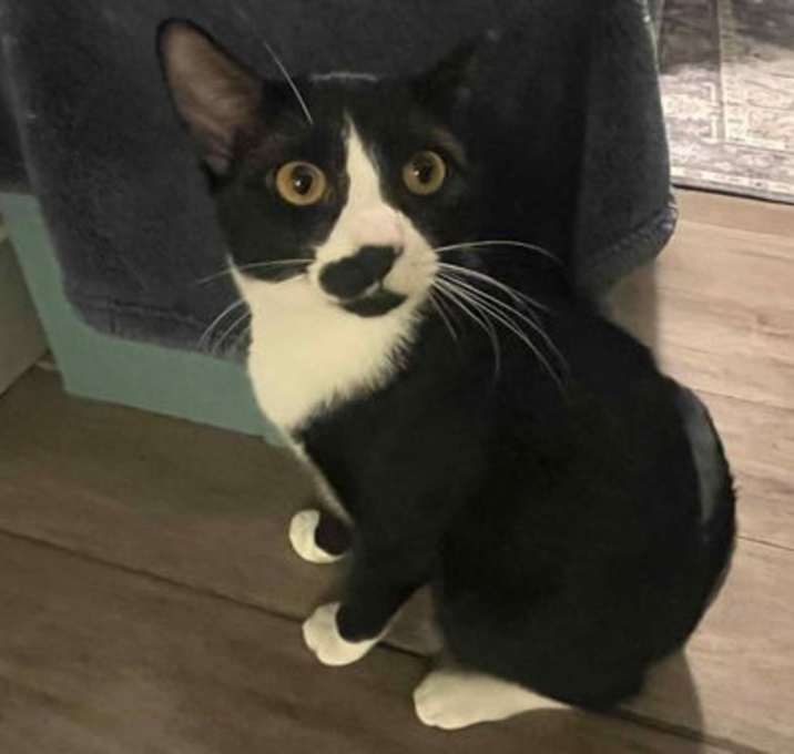 Photo of Beanie Biscuits