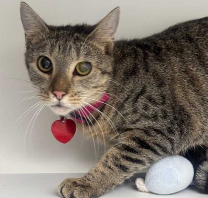 Photo of Missy - AVAILABLE