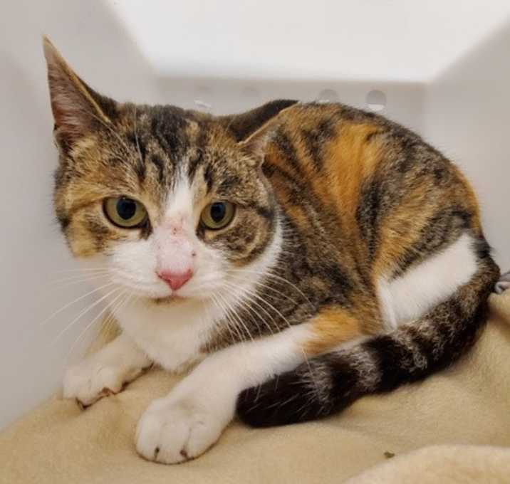 Photo of Cheryl * Barn Home Needed *