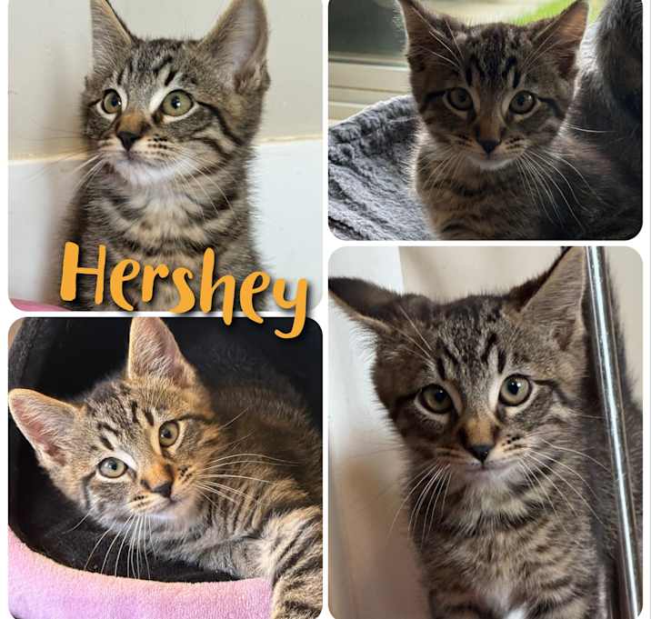 Photo of Hershey