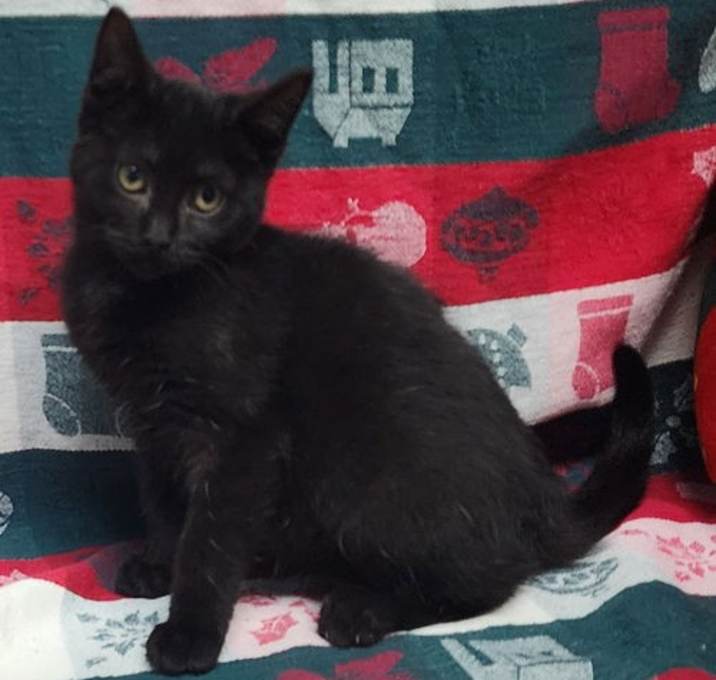 Photo of 251637  Fiona