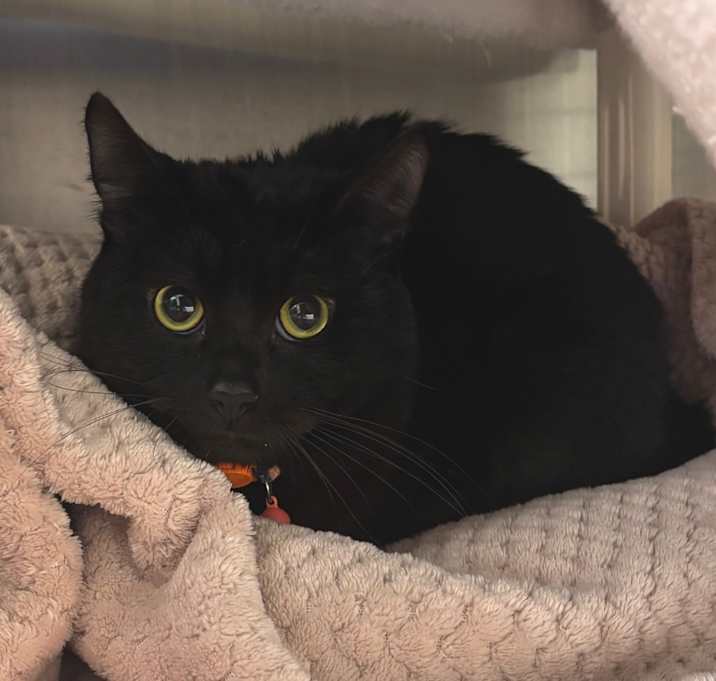 Photo of Mickey-barn cat