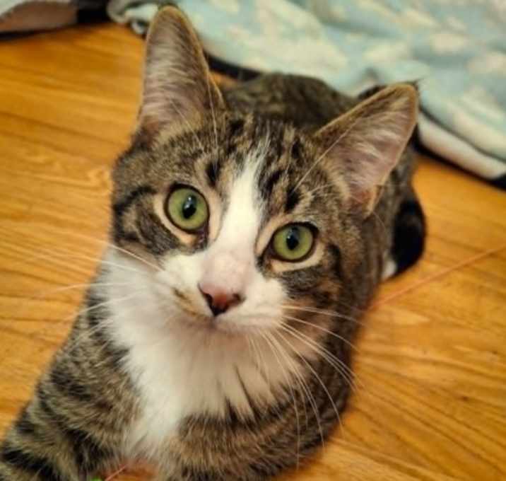 Photo of Cheese Sandwhich